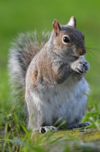 Going nuts...