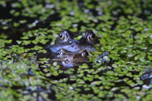 Intruding on the frogs...