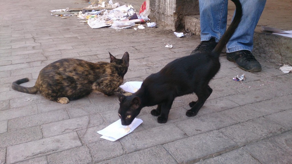 Passing time with the cats in the Customs House while waiting.