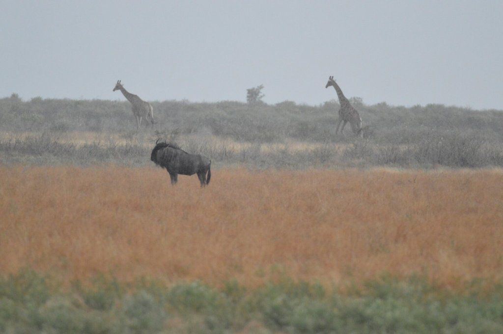Giraffe behind wildebeest - all behind a curtain of rain