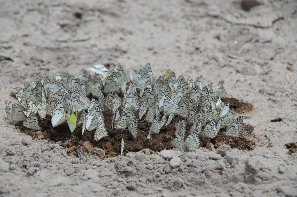 Butterflies feeding frenzy on elephant poo