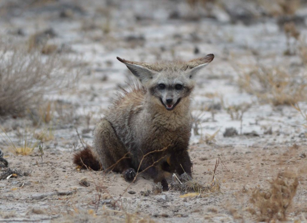 Bat-eared fox