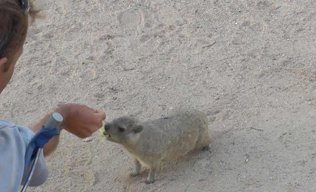 Jonathan feeding the hyrax a piece of cabbage