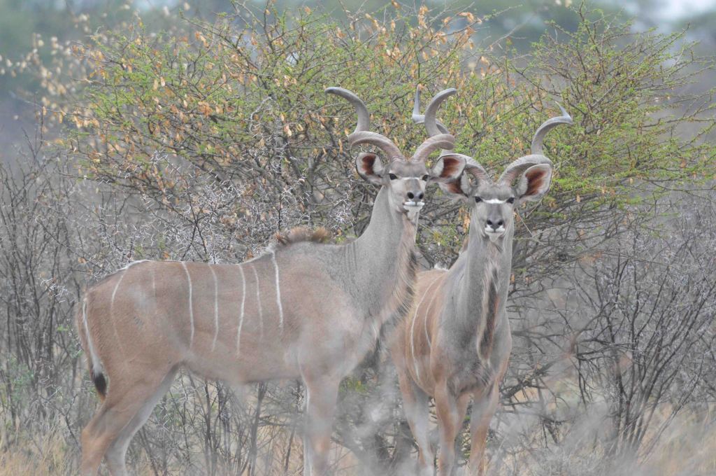 Kudu