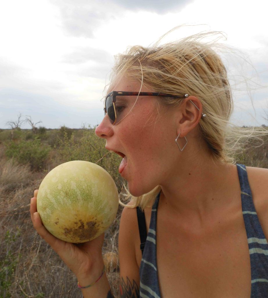Kalahari wild watermelon - we didn't end up trying it