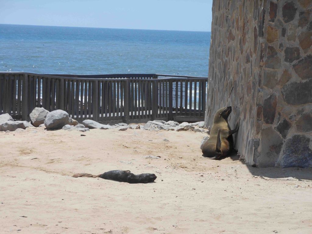 Dead seal baby and an adult seal rubbing up on the wall