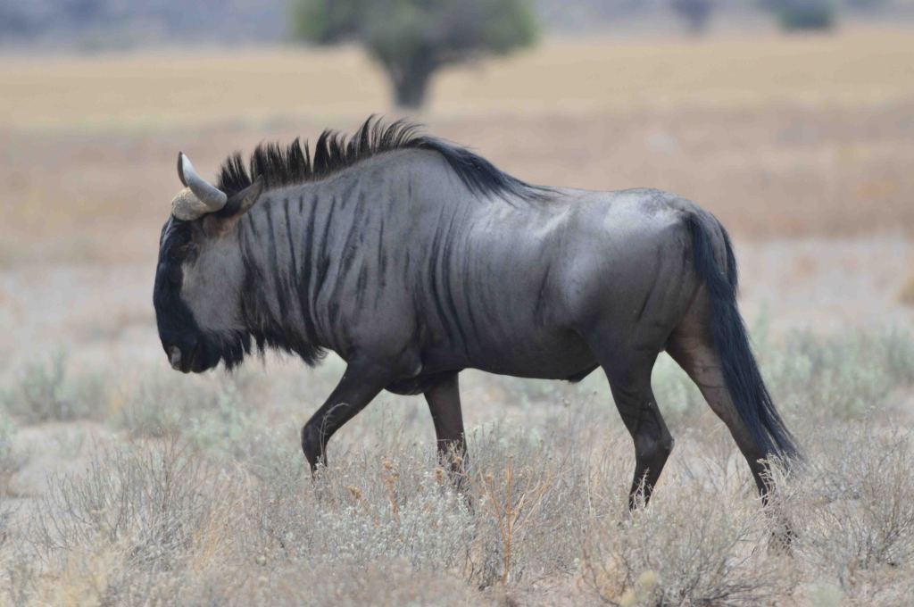 Wildebeest