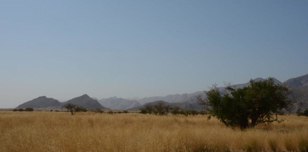 Valley Grasslands