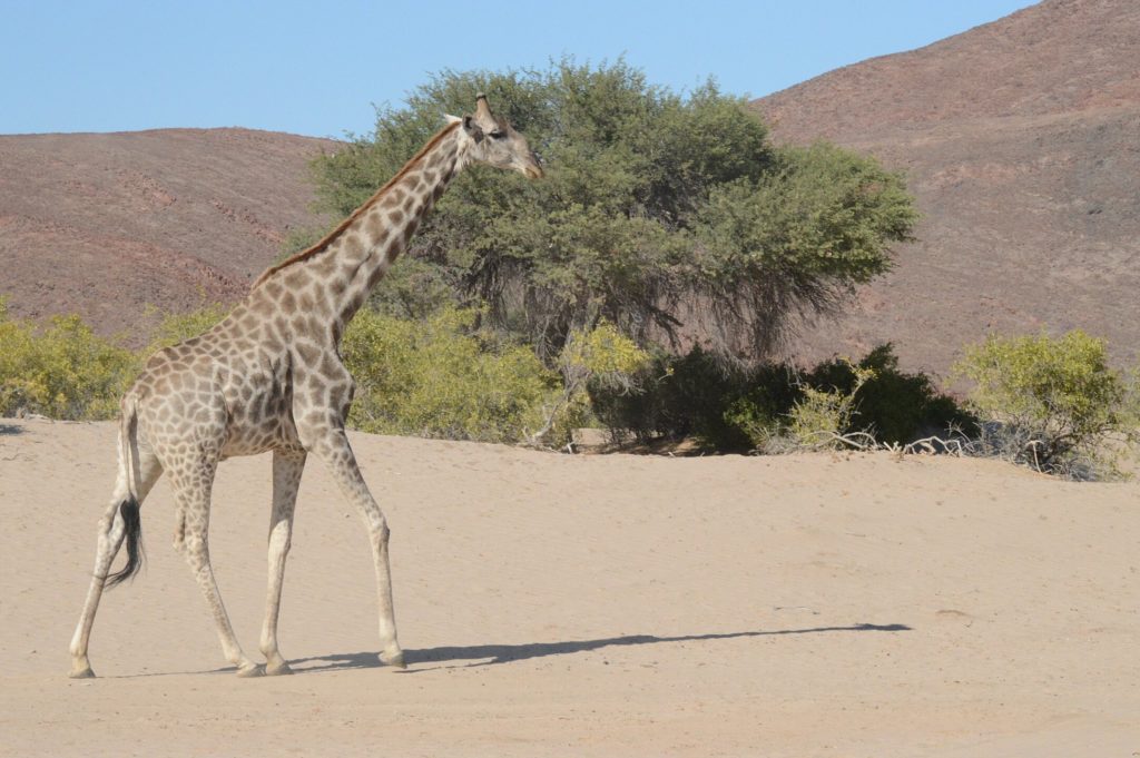Riverbed Giraffe