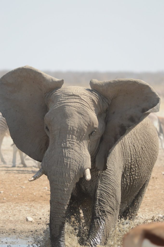 Etosha: Elephant hogging the waterhole.